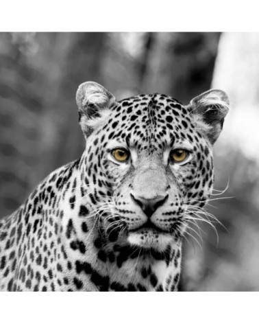 Tableau sur toile léopard de face 30x30cm