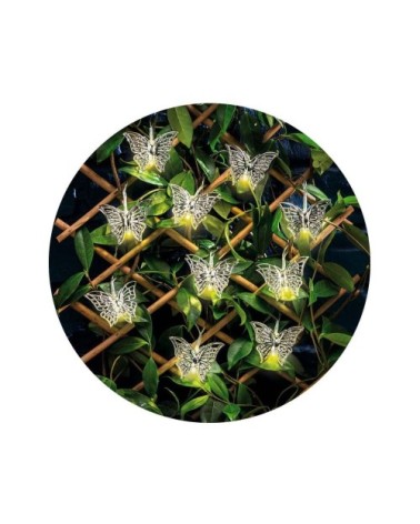 Guirlande led intérieur extérieur judy papillon