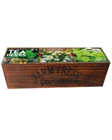 Kit prêt à pousser - Herbes à Thé