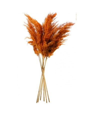 Fleur séchée de pampa couleur terracotta 10 Branches H75cm