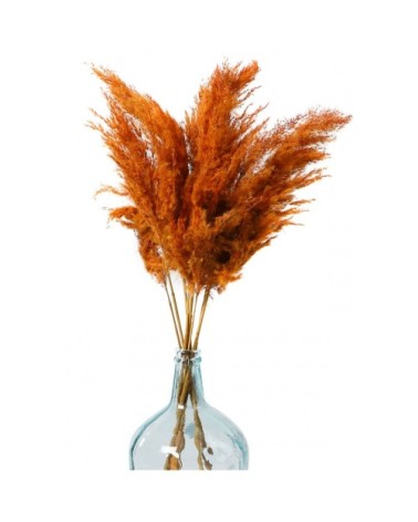 Fleur séchée de pampa couleur terracotta 10 Branches H75cm