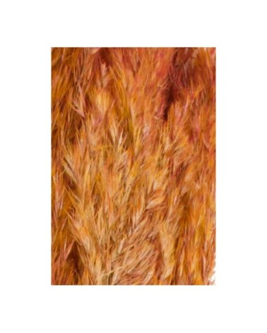Fleur séchée de pampa couleur terracotta 10 Branches H75cm