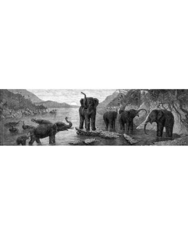 Crédence adhésive gravure les éléphants 200x60cm