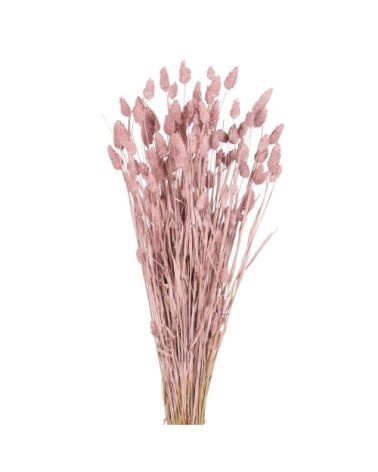 Bouquet de phalaris rose séché