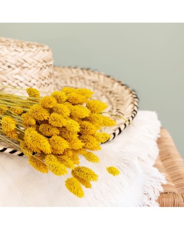 Bouquet de phalaris jaune séchées