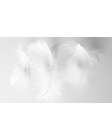 Papier peint panoramique plumes 2 255 x 250