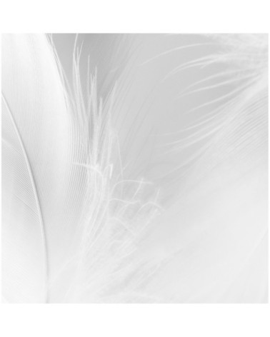 Papier peint panoramique plumes 2 340 x 250