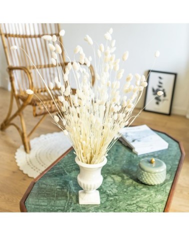 Botte de fleurs séchées Phalaris blanc 150g