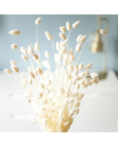 Botte de fleurs séchées Phalaris blanc 150g