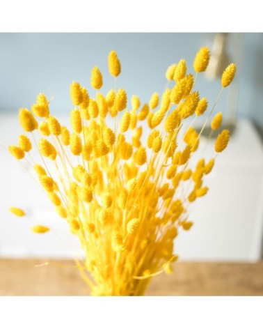 Botte de fleurs séchées Phalaris jaune