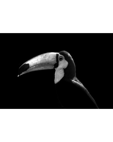 Photographie d'art de Guillaume Mordacq  60x90 cm sur alu