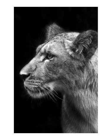 Photographie d'art de Guillaume Mordacq  60x90 cm sur alu