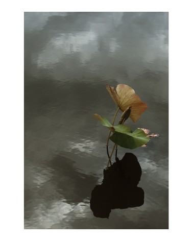 Photographie d'art de Zoé Pignolet 40x60 cm sur alu