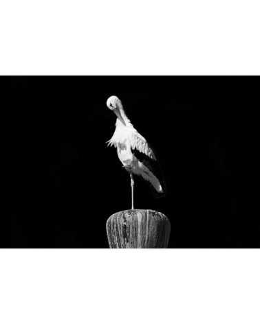 Photographie d'art de Guillaume Mordacq 30x45 cm sur alu