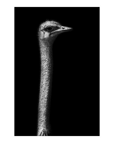 Photographie d'art de Guillaume Mordacq 30x45 cm sur alu