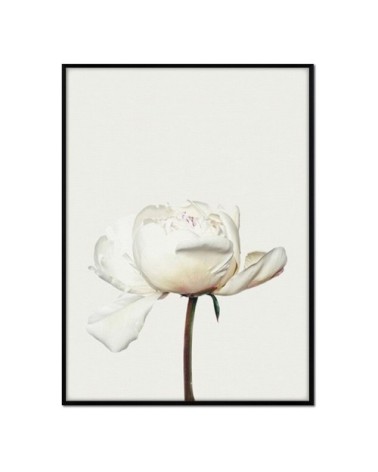 Affiche avec cadre noir - Pivoine blanche - 50x70