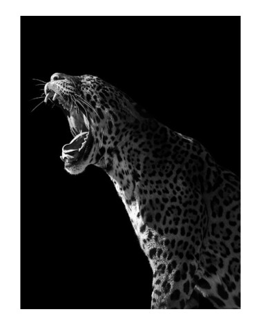 Photographie d'art de Guillaume Mordacq 30x40 cm sur alu