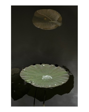 Photographie d'art de Zoé Pignolet 40x60 cm sur alu