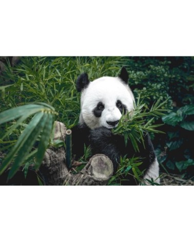 Tableau sur verre panda qui mange 30x45 cm