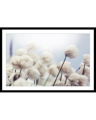 Affiche fleurs de coton au vent avec cadre noir 45x30cm