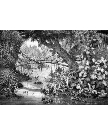 Papier peint panoramique gravure jungle 390x270cm