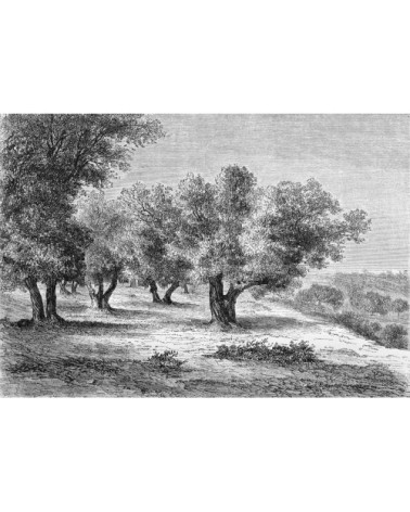 Papier peint panoramique Gravure les oliviers 390x270cm