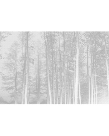 Papier peint panoramique la forêt enchantée 170 x 250  gris