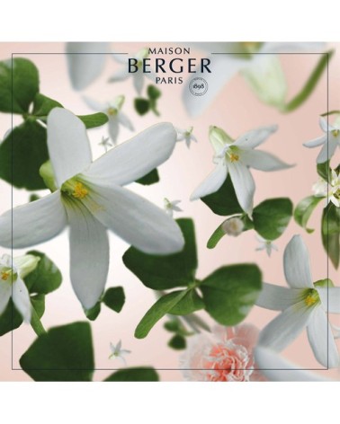 Bouquet parfumé Clarity givré jasmin précieux