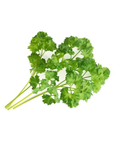 Lingot® Persil Frisé BIO compatible potager Véritable® et Exky®