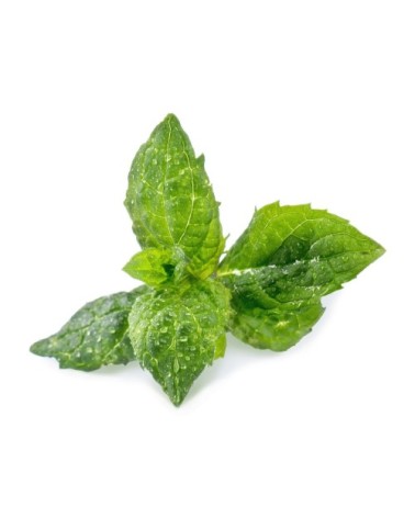 Lingot® Menthe Verte compatible potager Véritable® et Exky®