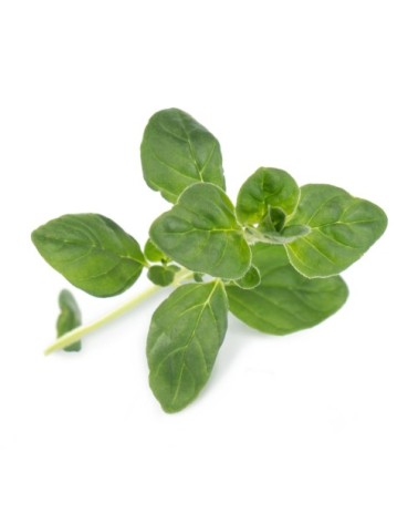 Lingot® Origan BIO compatible potager Véritable® et Exky®