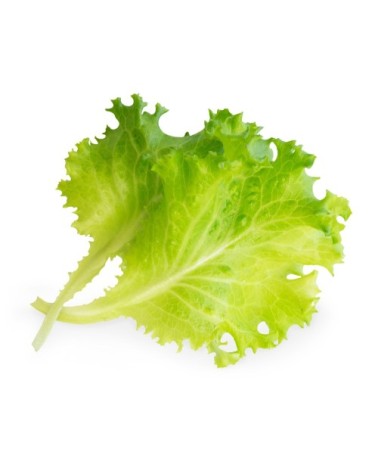 Lingot® Laitue Batavia BIO compatible potager Véritable® et Exky®