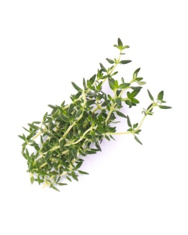 Lingot® Thym BIO compatible potager Véritable® et Exky®