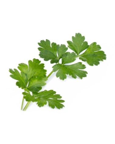 Lingot® Persil Plat BIO compatible potager Véritable® et Exky®