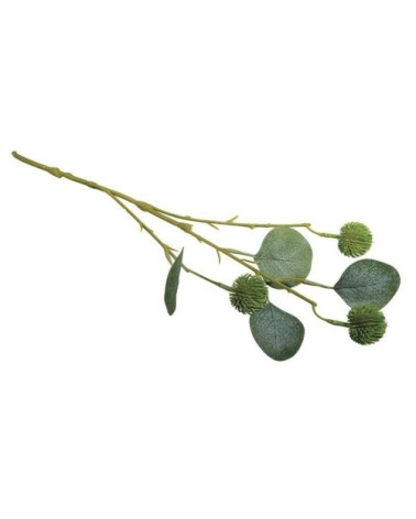 Branche d'eucalyptus avec fruits