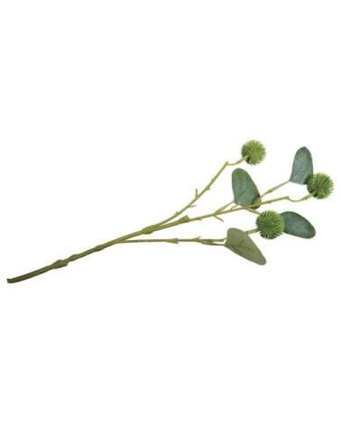 Branche d'eucalyptus avec fruits