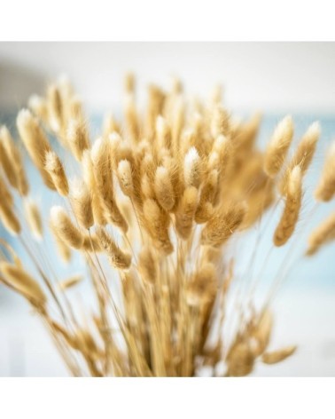 Botte de fleurs séchées lagurus ovatus naturel (env. 100 tiges)