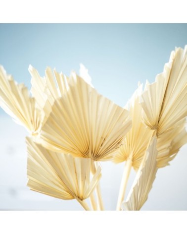 Botte de fleurs séchées palmes blanches x10