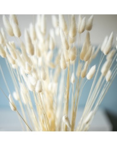 Botte de fleurs séchées lagurus ovatus blanc (env. 100 tiges)