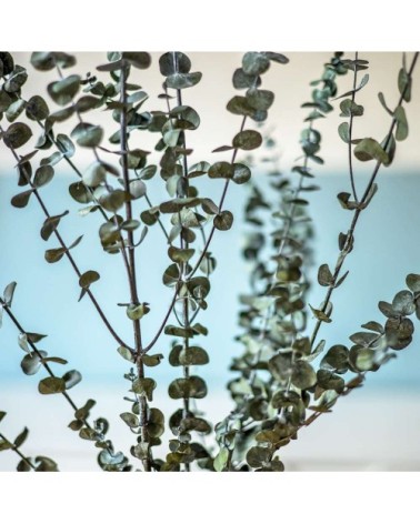 Botte de fleurs séchées eucalyptus baby stabilisé