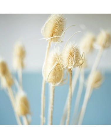 Botte de fleurs séchées chardons secs
