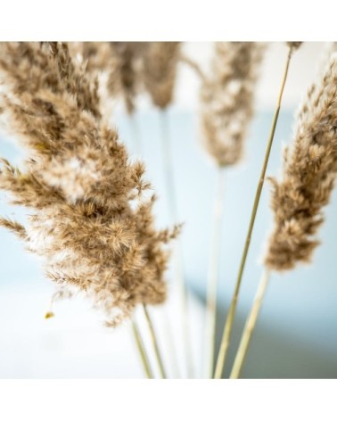 Botte de fleurs séchées plumeau de Provence x10