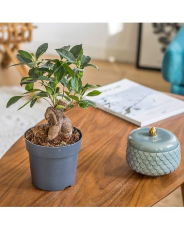 Plante d'intérieur ficus microcarpia ginseng