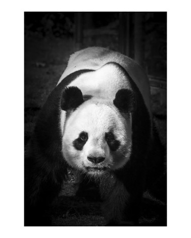 Photographie d'art de Guillaume Mordacq  60x90 cm sur alu