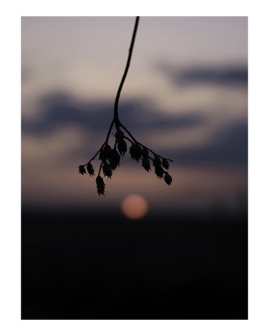 Photographie d'art de Zoé Pignolet 45x60 cm sur alu