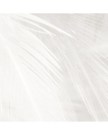 Papier peint panoramique plumes 170 x 250