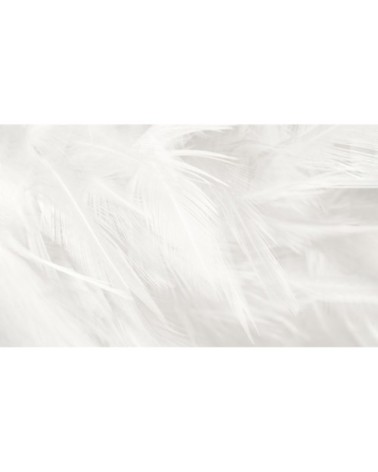 Papier peint panoramique plumes 255 x 250