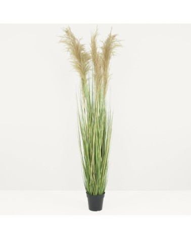 Herbes de la pampa artificielles 150cm