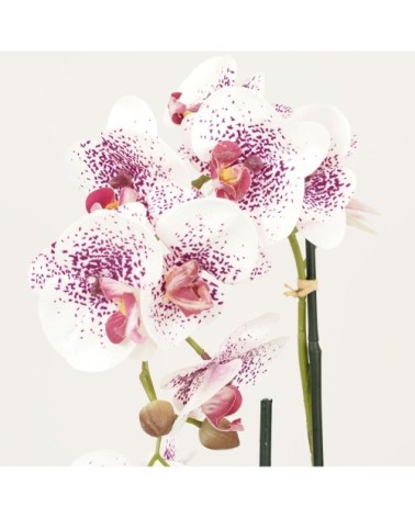 Orchidées artificielles blanc-rose 50cm