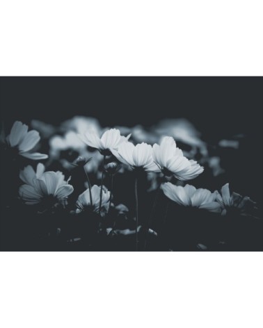 Papier peint panoramique fleurs de cosmos 425 x 250  gris